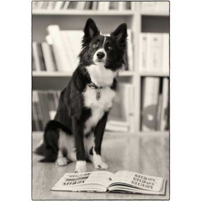 <strong>Finn</strong> <br/><br/> Bürohund<br/><br/> Wau und Hallo! Ich bin Finn, ein Mini Australian Shepherd und der Bürohund der Firma. Ich komme jeden Tag mit meinem Frauchen Laura Hitz in die Arbeit. Hier freue ich mich über jeden der kommt und mich streicheln will. Sonst liege ich immer unter dem Tisch, schlafe oder schaue aus dem Fenster. Alles zu beobachten ist nebst Spielen und Gassi gehen eines meiner größten Hobbys. Oh ein Ball! Also vielleicht sieht man sich bei Ihrem nächsten Besuch in der VDS! Finn